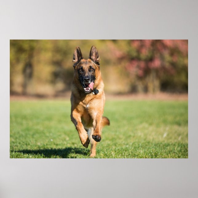 German Shepherd Running Poster (Front)