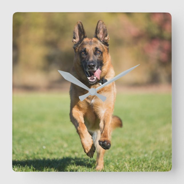 German Shepherd Running Square Wall Clock (Front)