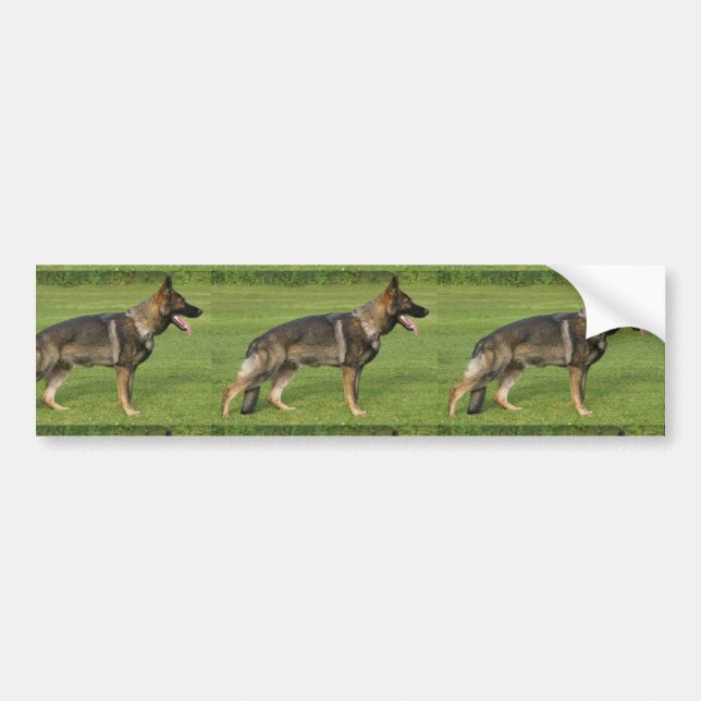 German Shepherd Sable Full Bumper Sticker (Front)
