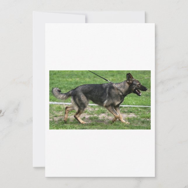 german shepherd sable walking invitation (Front)