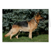 German Shepherd Show Stand (Front Horizontal)