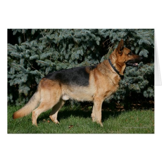 German Shepherd Show Stand Cards (Front Horizontal)