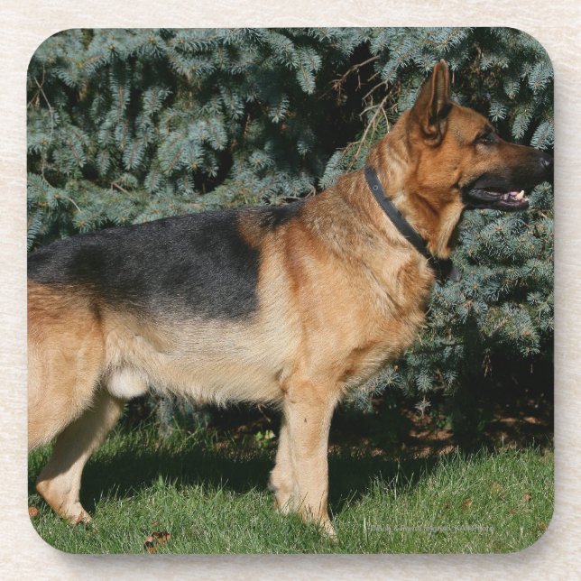 German Shepherd Show Stand Drink Coaster (Front)