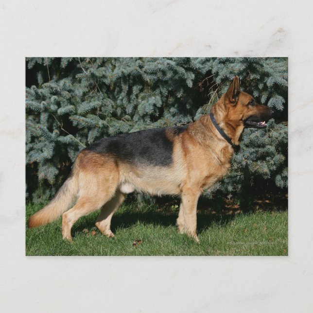 German Shepherd Show Stand Postcard (Front)