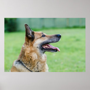 German Shepherd Side Portrait Poster