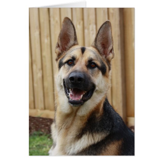German Shepherd Sitting Cards (Front)