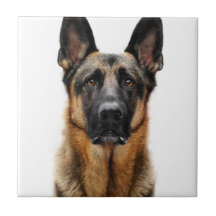 German Shepherd Sitting Up Ceramic Tile