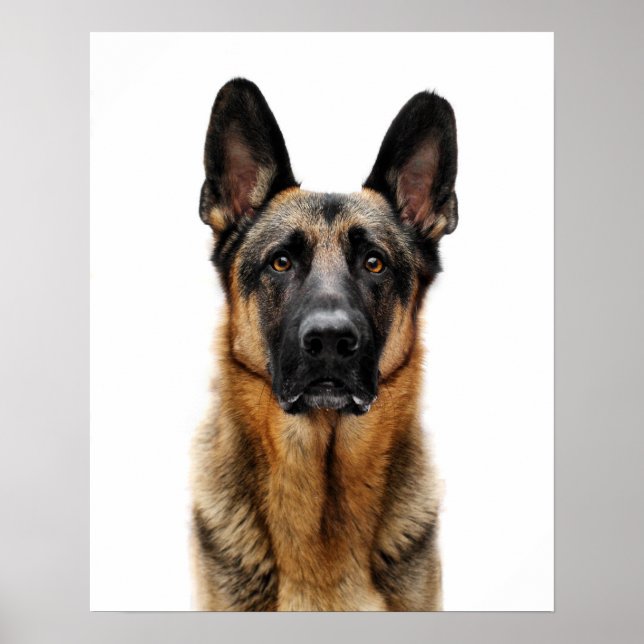 German Shepherd Sitting Up Poster (Front)