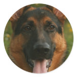 German Shepherd Sticker