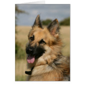 German Shepherd Sticking Tongue Out (Front)