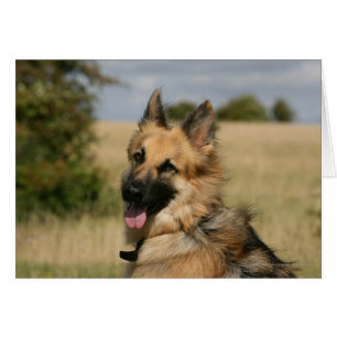 German Shepherd Sticking Tongue Out
