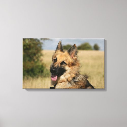 German Shepherd Sticking Tongue Out Canvas Print