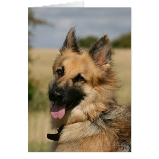 German Shepherd Sticking Tongue Out Cards (Front)
