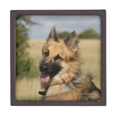 German Shepherd Sticking Tongue Out Jewelry Box