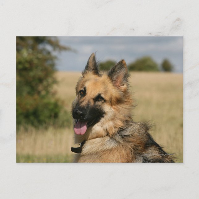 German Shepherd Sticking Tongue Out Postcard (Front)