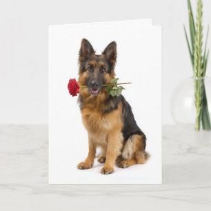 German Shepherd Valentine – Devoted Love Card