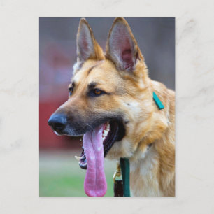 German Shepherd with Long Tongue Postcard