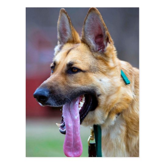 German Shepherd with Long Tongue Postcard | Zazzle.com