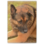 German Shepherd with One Floppy Ear Post-it Notes