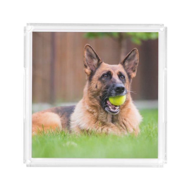 German Shepherd With Tennis Ball Acrylic Tray (Front)
