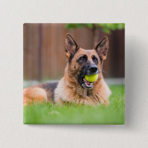 German Shepherd With Tennis Ball Button