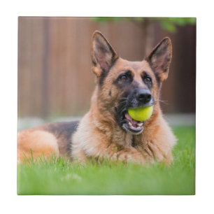 German Shepherd With Tennis Ball Ceramic Tile