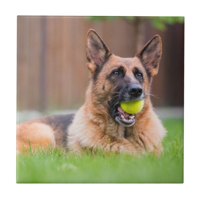 German Shepherd With Tennis Ball Ceramic Tile (Front)