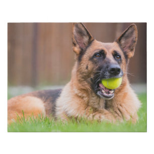 German Shepherd With Tennis Ball Faux Canvas Print
