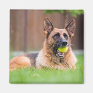 German Shepherd With Tennis Ball Magnet