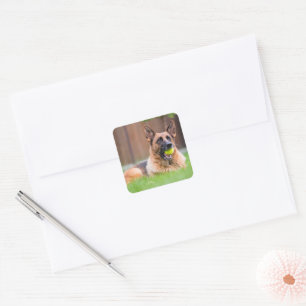 German Shepherd With Tennis Ball Square Sticker