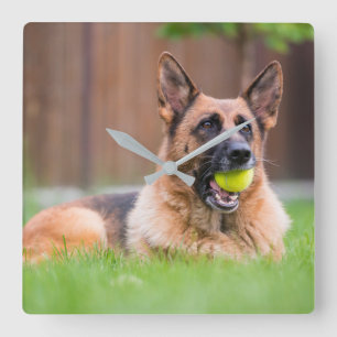 German Shepherd With Tennis Ball Square Wall Clock
