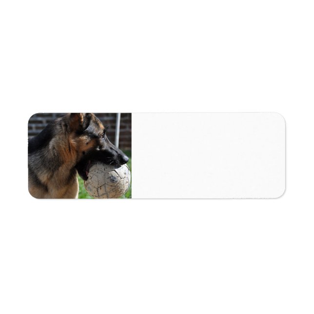 german shepherd with toy label (Front)