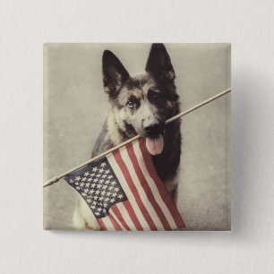 German Shepherd With US Flag Button