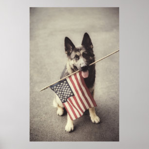 German Shepherd With US Flag Poster