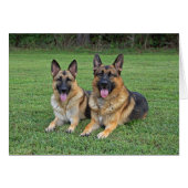German Shepherds card (Front Horizontal)