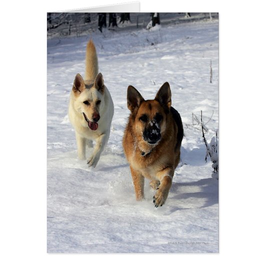 German Shepherds Running in the Snow Cards (Front)