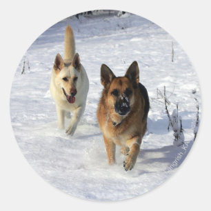 German Shepherds Running in the Snow Classic Round Sticker