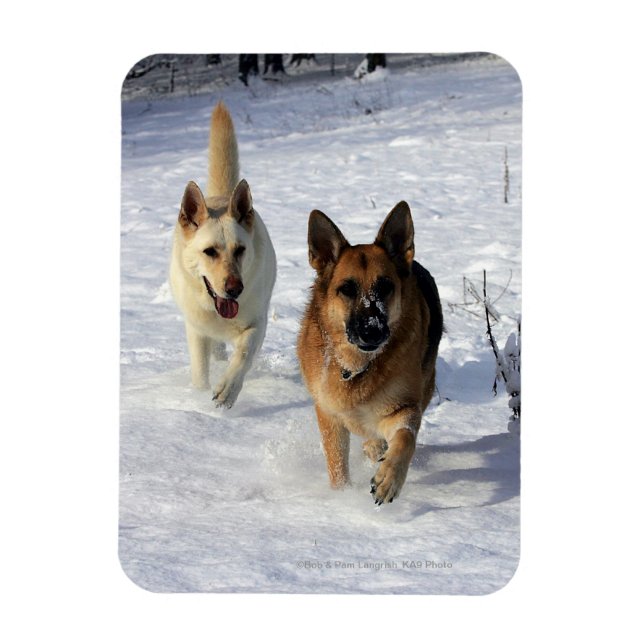 German Shepherds Running in the Snow Magnet (Vertical)