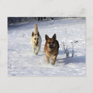 German Shepherds Running in the Snow Postcard