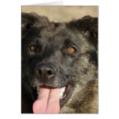 German Sherpherd Mix (Front)