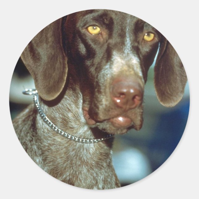 German Short-haired Pointer Classic Round Sticker (Front)