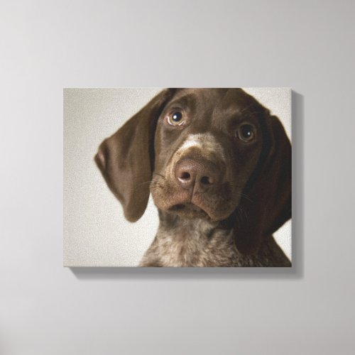 German Short_Haired Pointer puppy Canvas Print