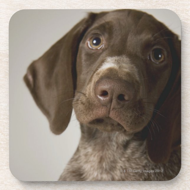 German Short-Haired Pointer puppy Coaster (Front)