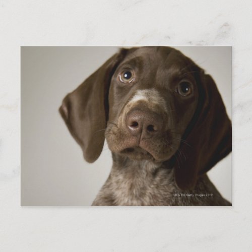 German Short_Haired Pointer puppy Postcard