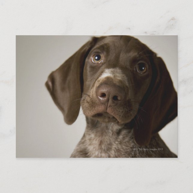 German Short-Haired Pointer puppy Postcard (Front)