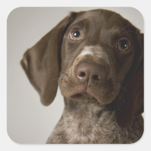 German Short_Haired Pointer puppy Square Sticker