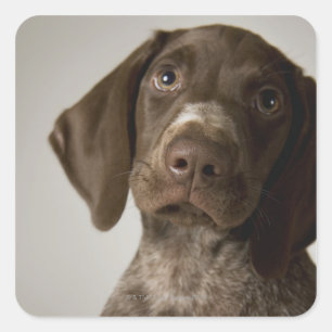 German Short-Haired Pointer puppy Square Sticker