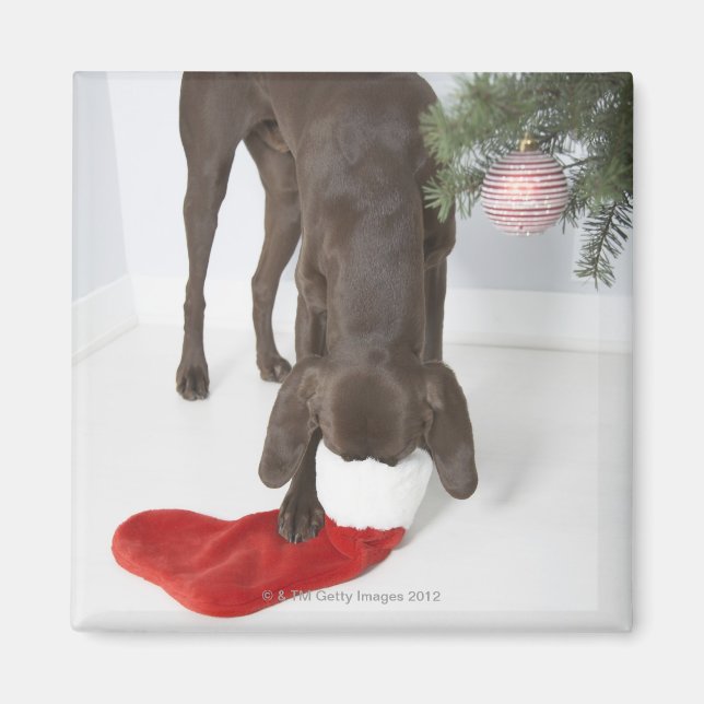 German short-haired pointer sticking snout in magnet (Front)