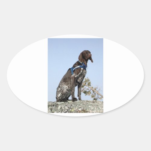 german shorthair pointer sittingpng oval sticker