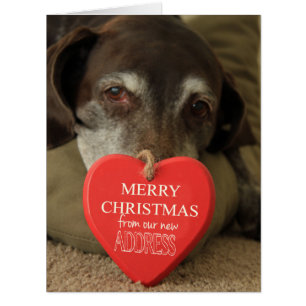 German Shorthaired Merry Christmas New Address Cards